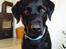 Labrador retriever Balder