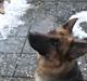 Schæferhund Ara