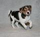 Dansk svensk gaardhund Red Robin Magic Mambo