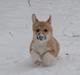 Welsh corgi pembroke stenbækgårds Ajo "solgt"