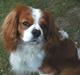 Cavalier king charles spaniel Gizmo