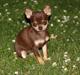 Chihuahua My Favorite Choice Nala