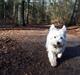 West highland white terrier House of Hunters' Simply Sabia (Charlie)