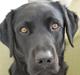 Labrador retriever Balder