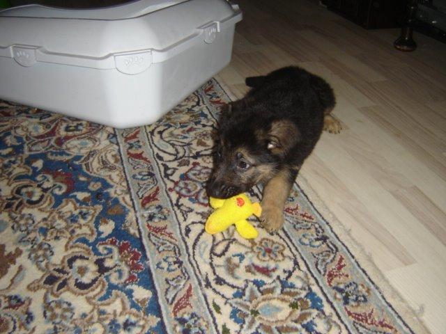 Schæferhund Rico billede 2