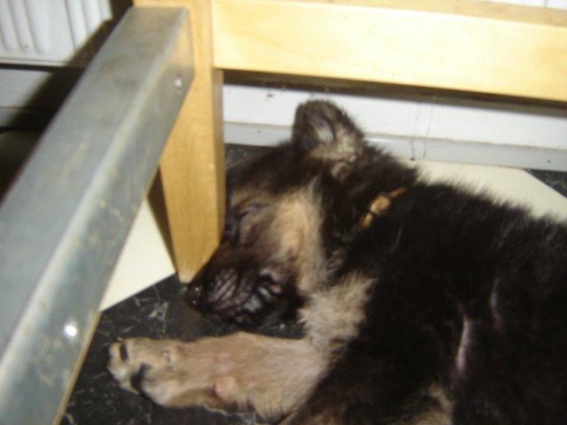 Schæferhund Rico billede 3