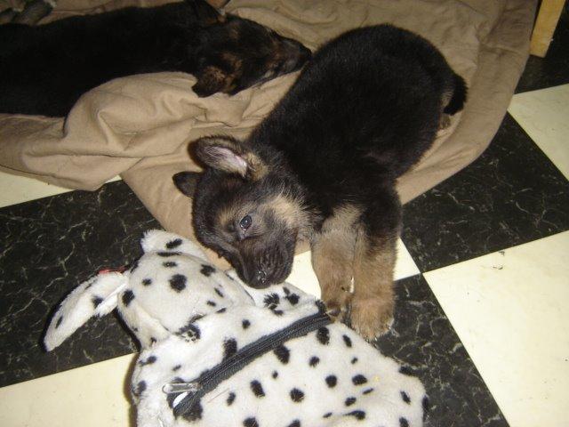 Schæferhund Rico billede 4