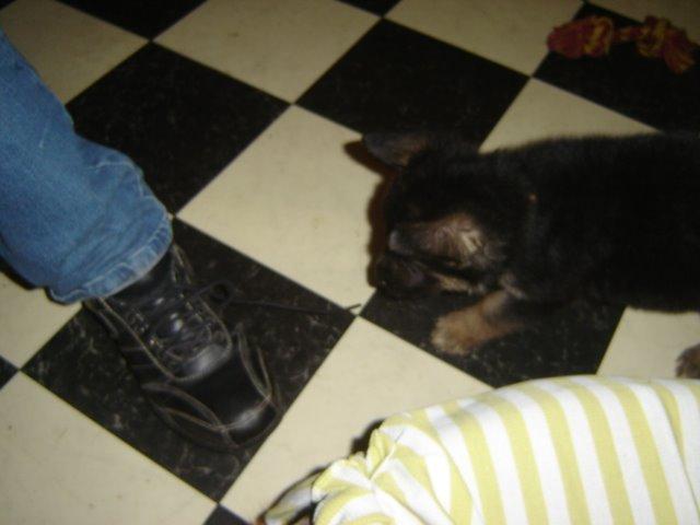 Schæferhund Rico billede 5