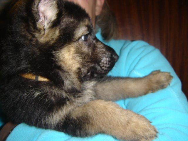 Schæferhund Rico billede 6