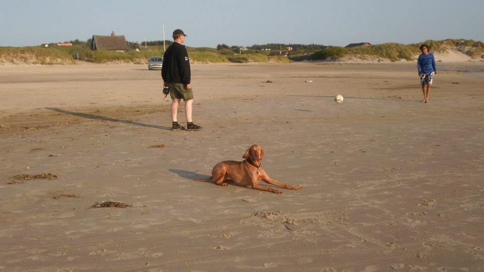 Vizsla Caro Vom Echienhain  R.I.P<3 billede 1