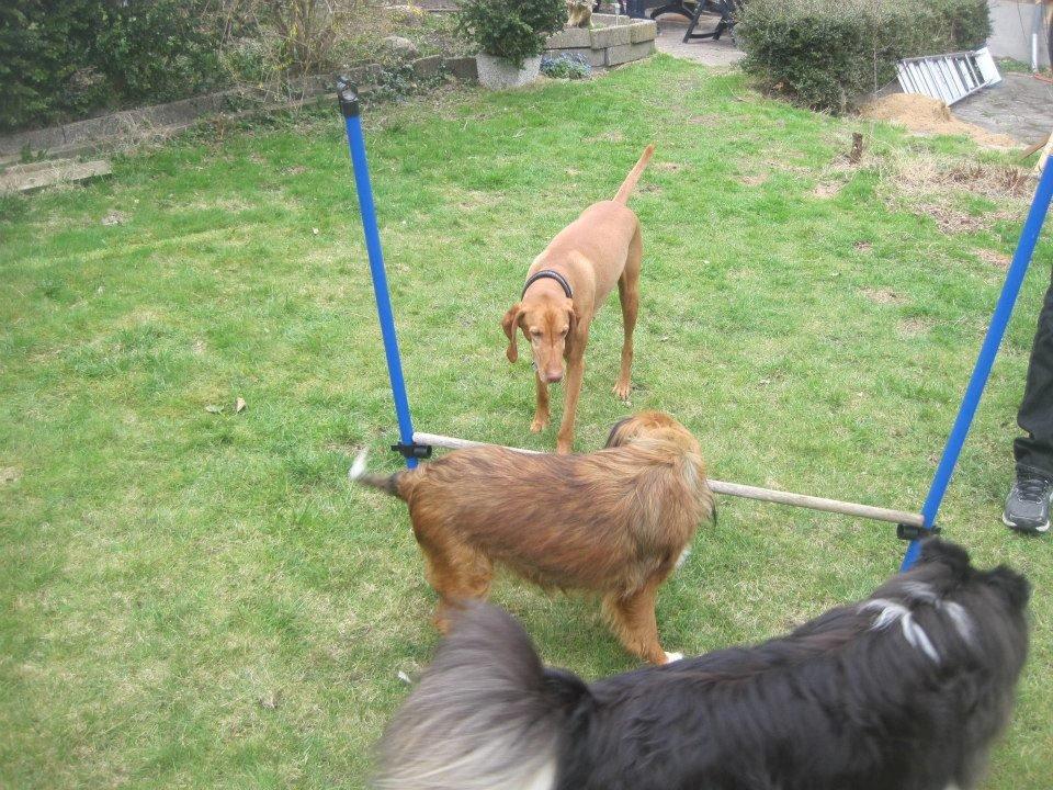 Vizsla Caro Vom Echienhain  R.I.P<3 billede 2