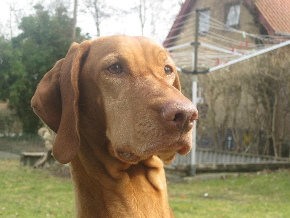 Vizsla Caro Vom Echienhain  R.I.P<3 billede 3