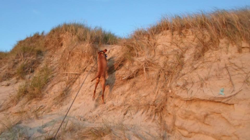 Vizsla Caro Vom Echienhain  R.I.P<3 billede 4