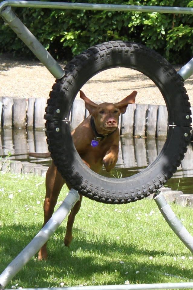 Vizsla Caro Vom Echienhain  R.I.P<3 billede 5