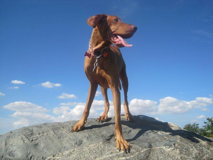 Vizsla Caro Vom Echienhain  R.I.P<3 billede 6