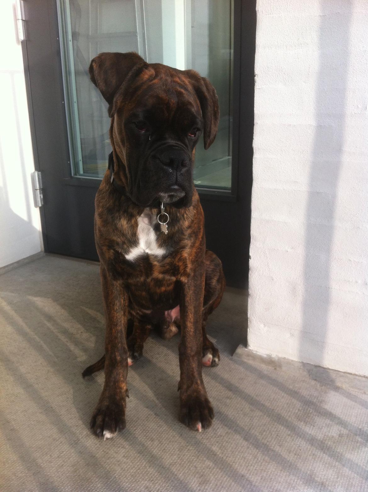 Boxer Balder billede 1