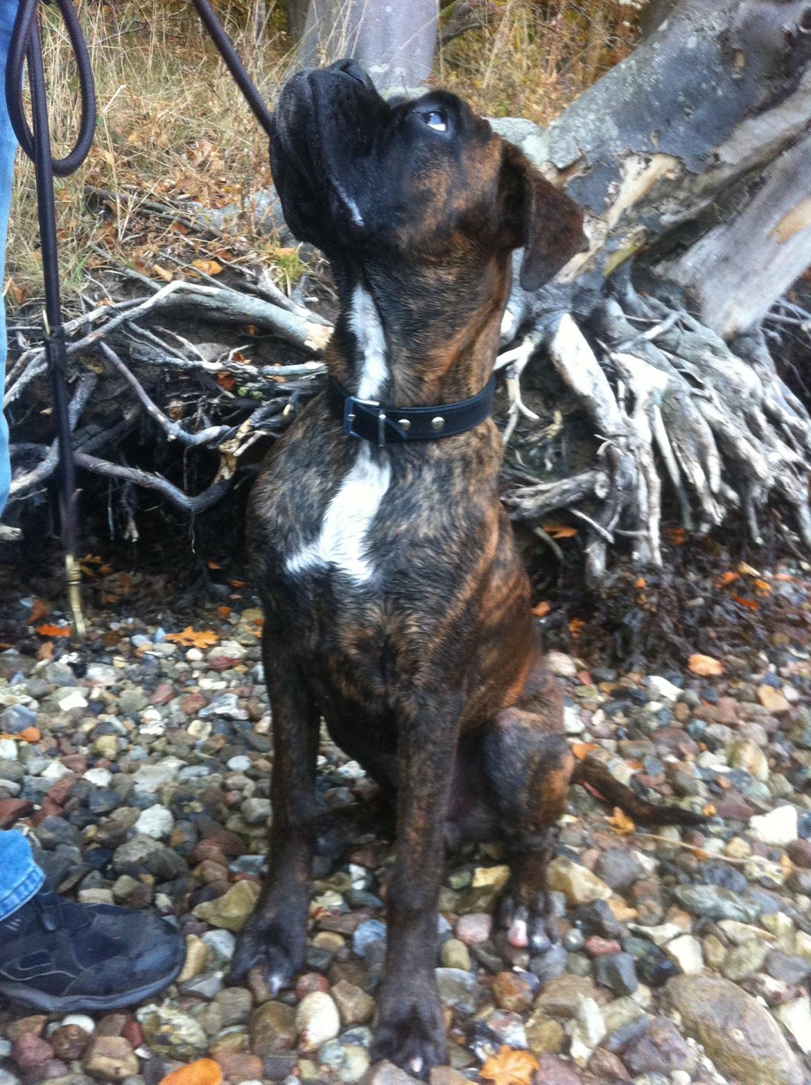 Boxer Balder billede 2