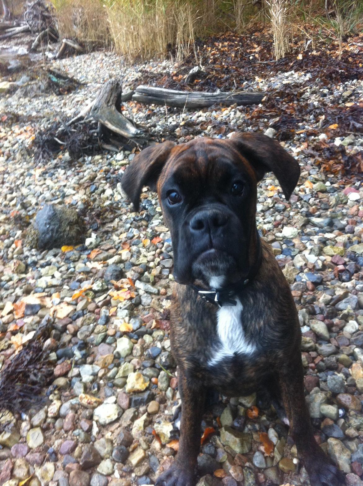 Boxer Balder billede 4