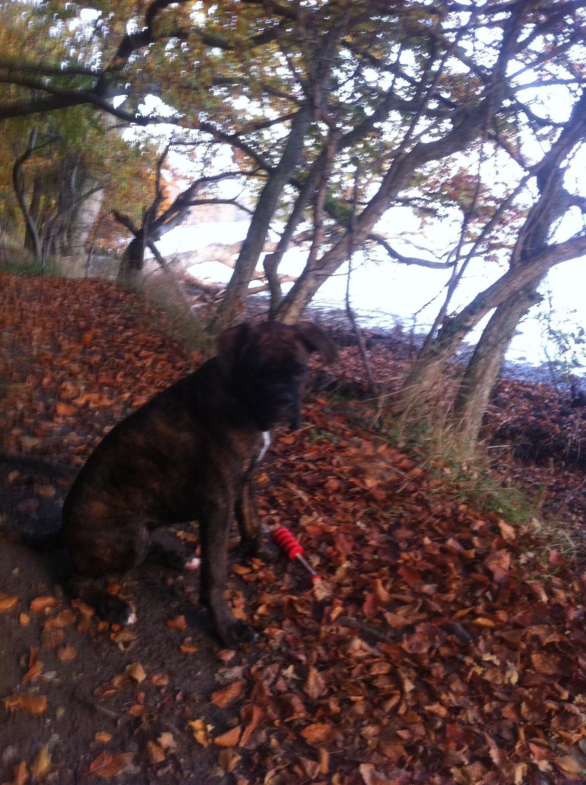 Boxer Balder billede 3