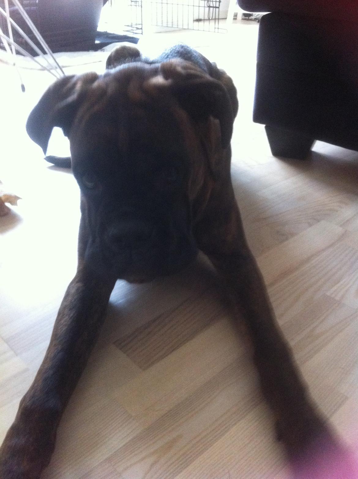 Boxer Balder billede 5