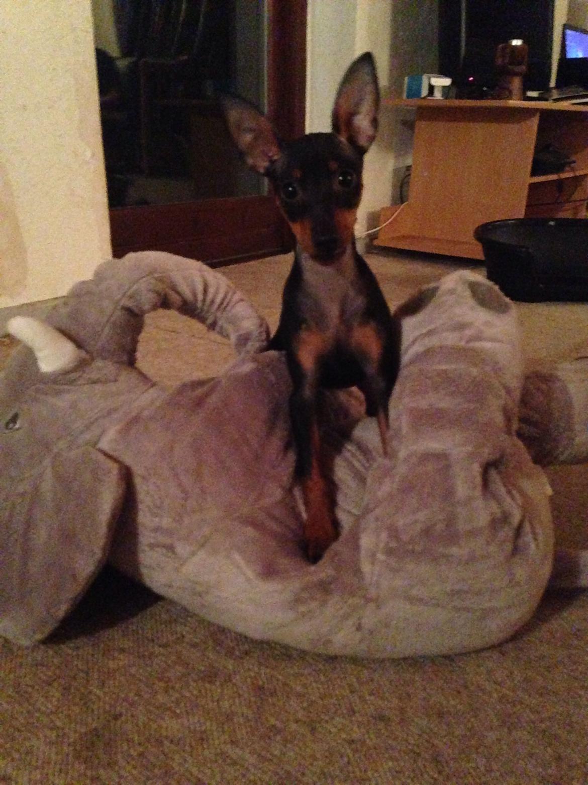 Dvaergpinscher Rødkildes Nyah billede 13