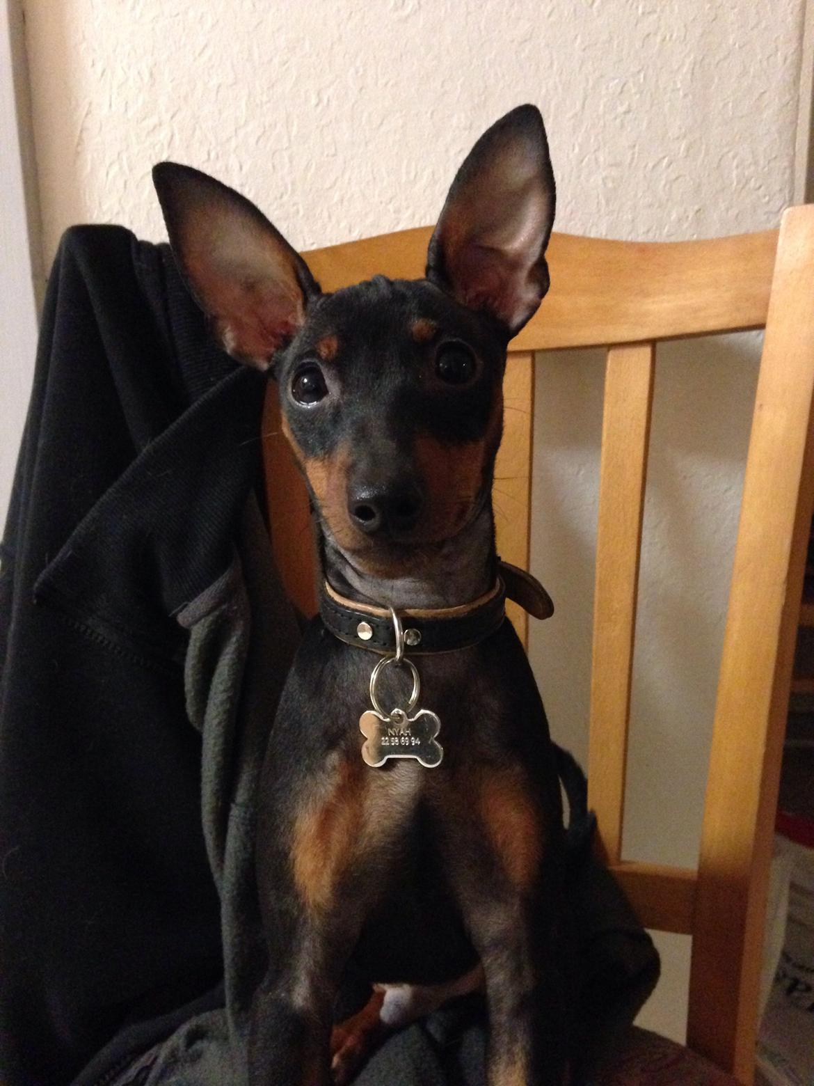 Dvaergpinscher Rødkildes Nyah billede 14