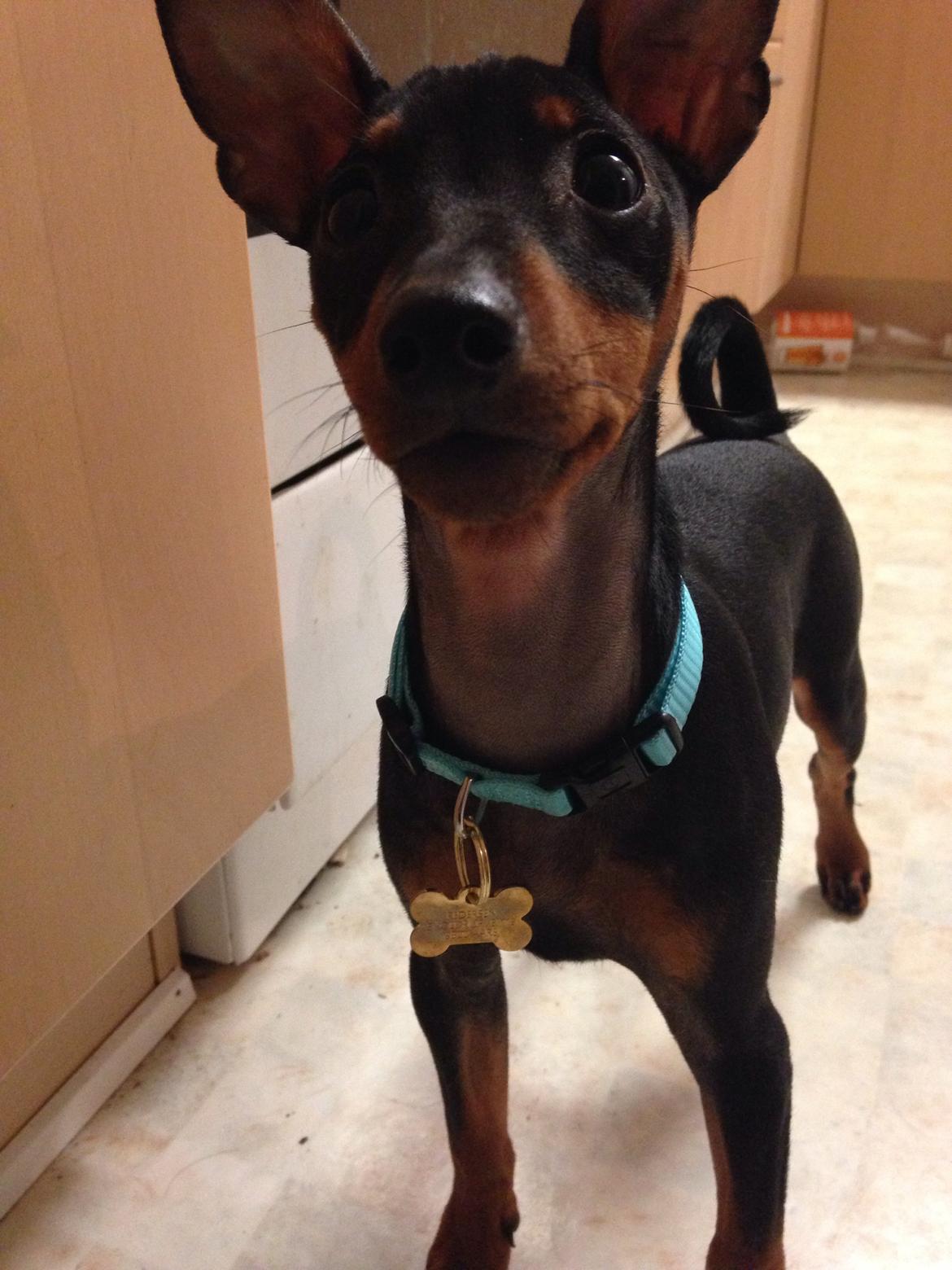 Dvaergpinscher Rødkildes Nyah billede 15