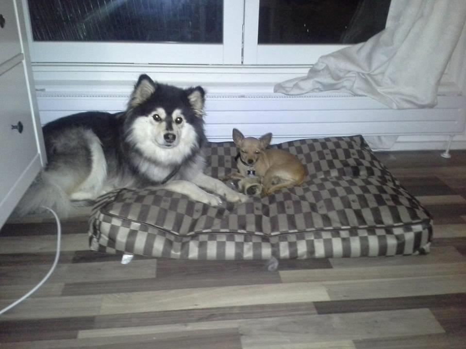 Chihuahua vera - magt fordeling :) LOL billede 27