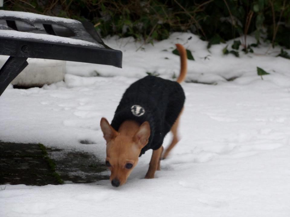 Chihuahua vera billede 6