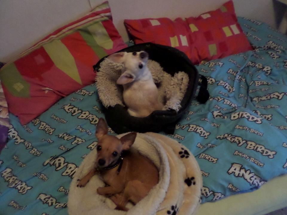 Chihuahua vera - vera og kæresten frodo <3 billede 31