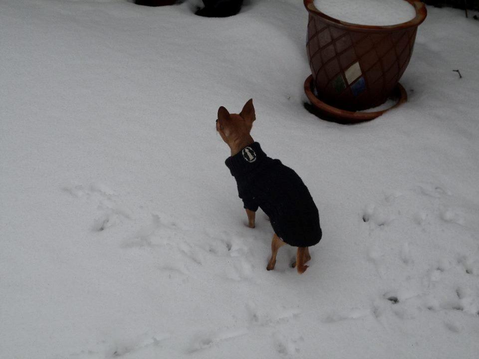 Chihuahua vera billede 34