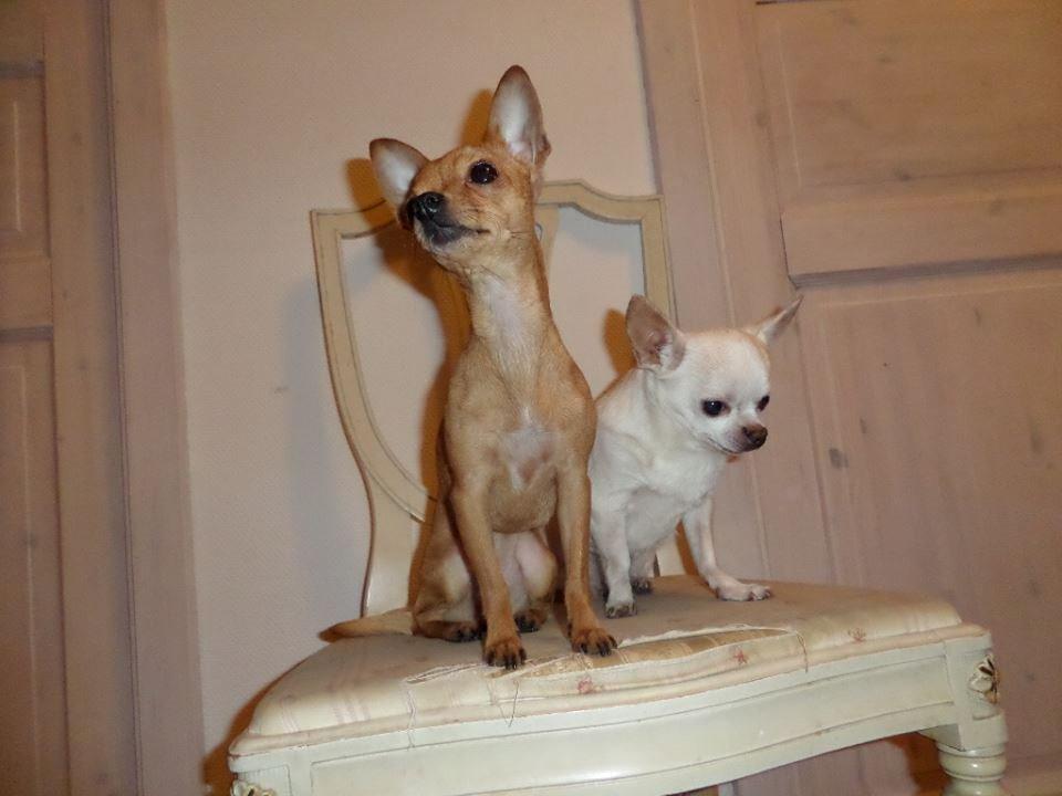 Chihuahua vera billede 19