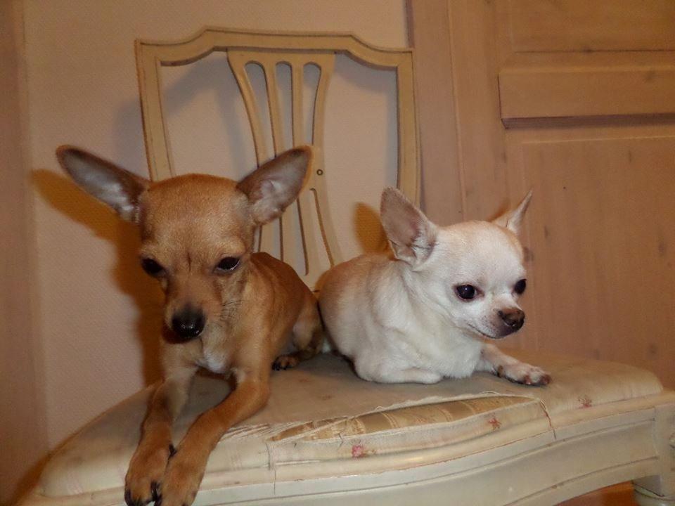 Chihuahua vera billede 32