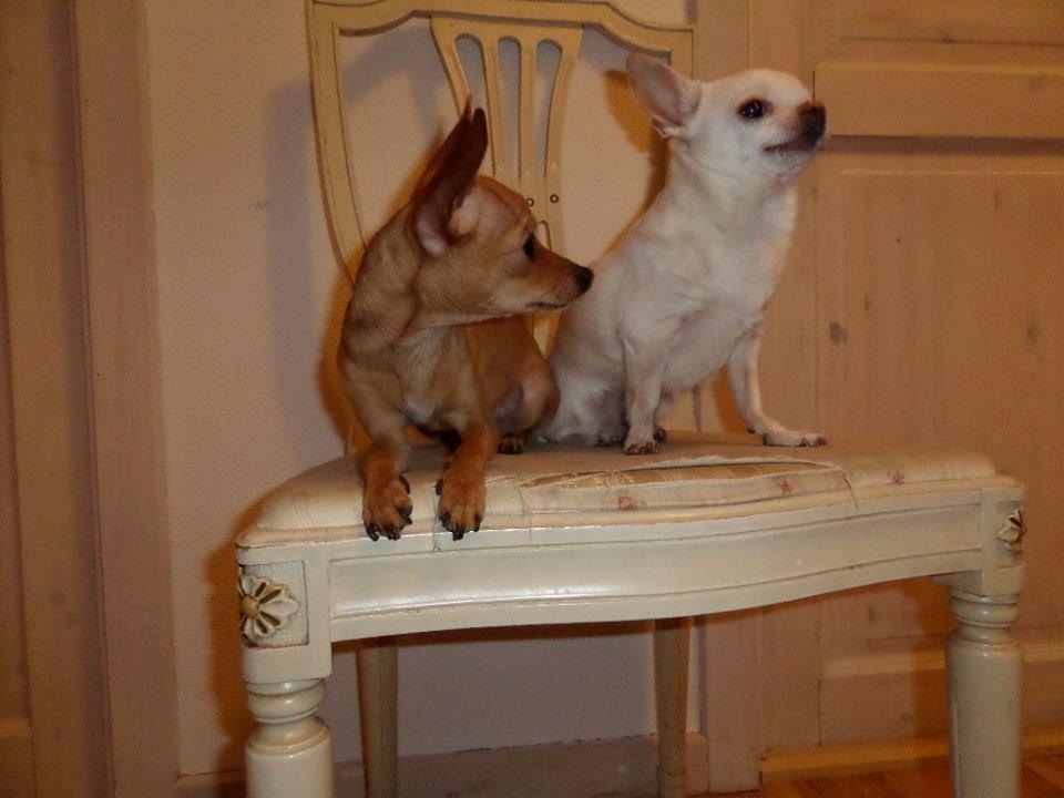 Chihuahua vera billede 37