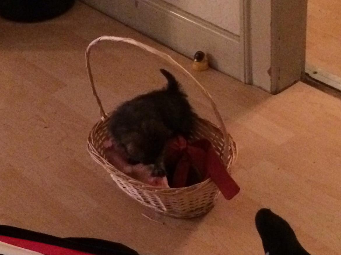 Blanding af racer Chili billede 20