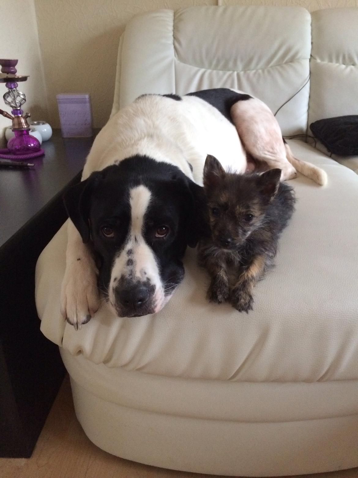 Blanding af racer Chili billede 22