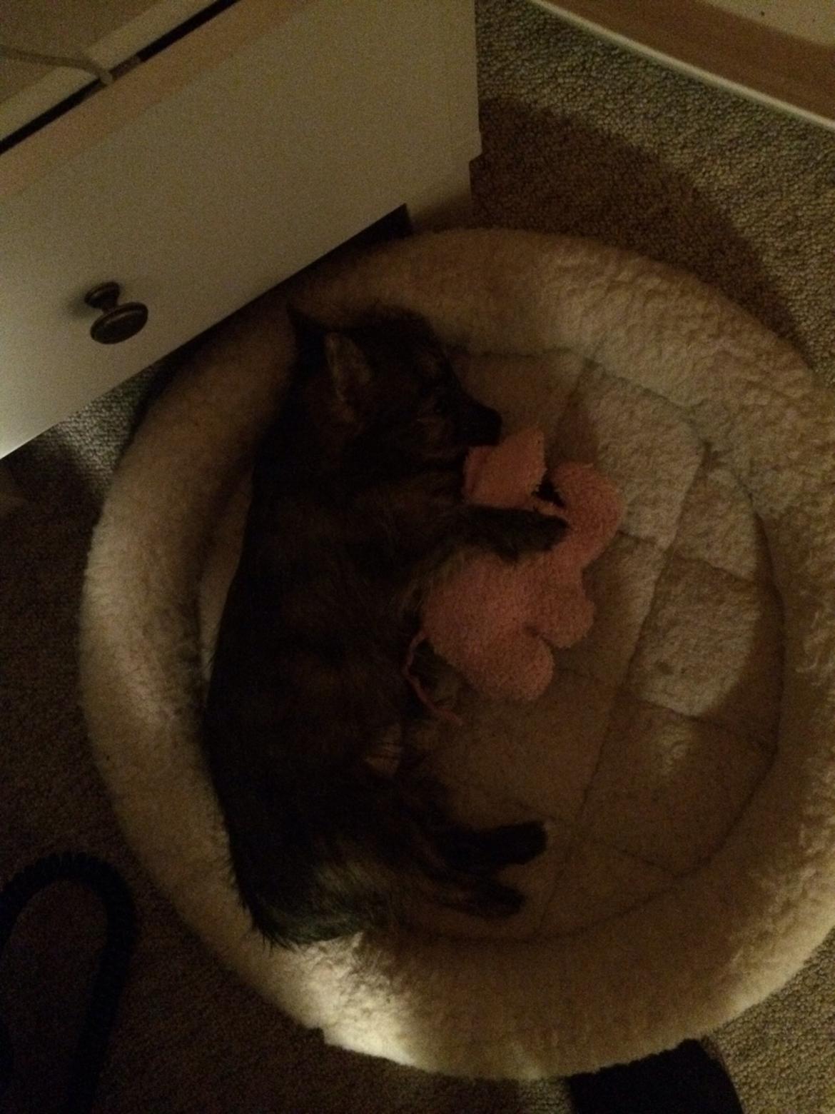 Blanding af racer Chili billede 21