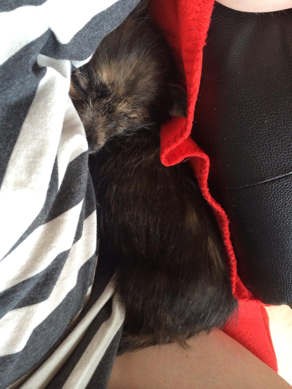 Blanding af racer Chili billede 23