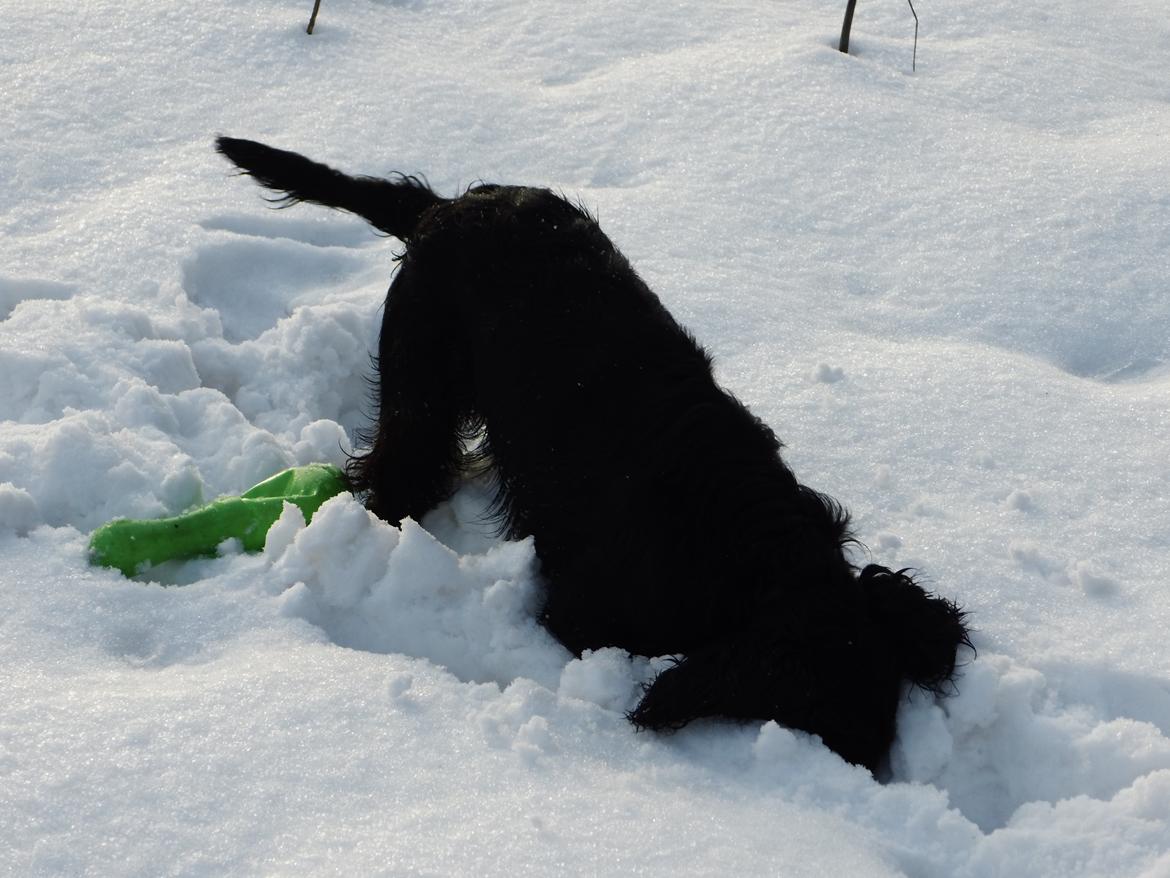 Cocker spaniel Koma billede 26