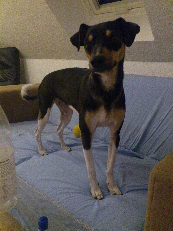 Dansk svensk gaardhund Laika billede 2