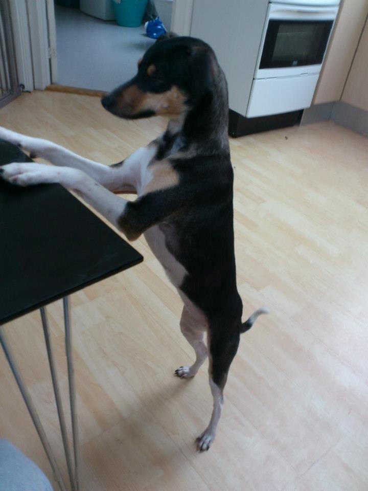 Dansk svensk gaardhund Laika billede 3