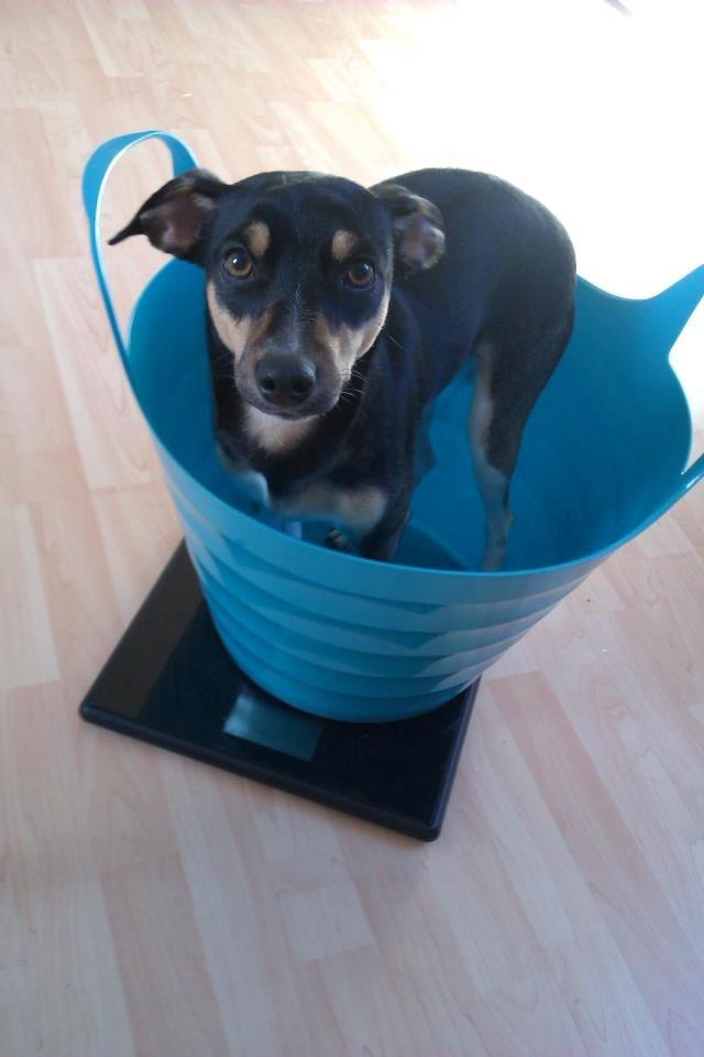 Dansk svensk gaardhund Laika billede 6