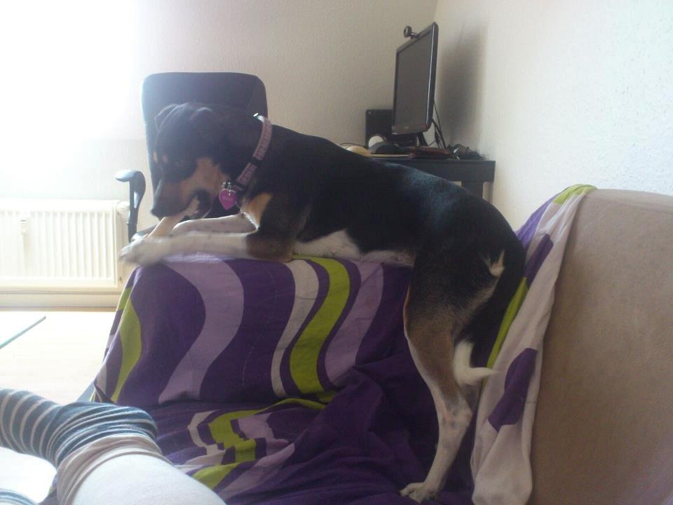 Dansk svensk gaardhund Laika billede 7