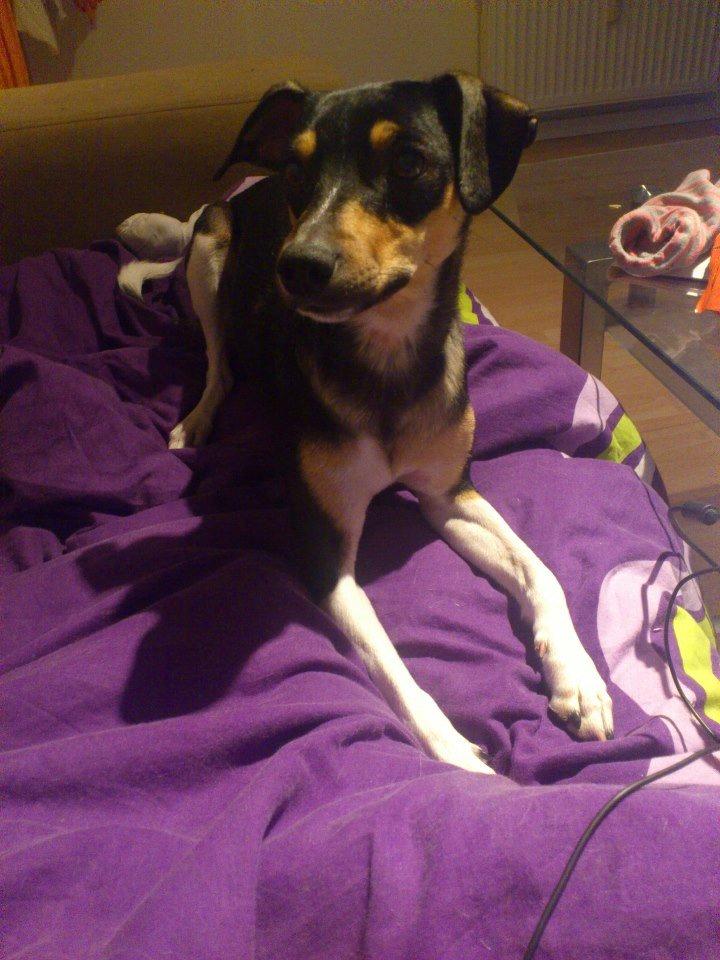 Dansk svensk gaardhund Laika billede 8