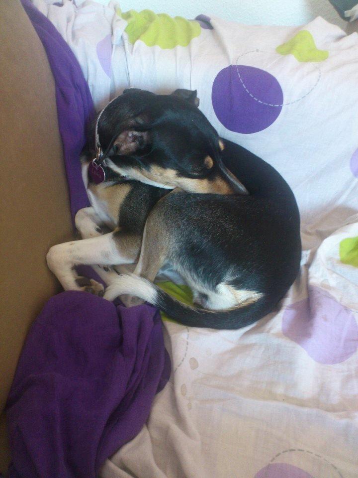 Dansk svensk gaardhund Laika billede 9