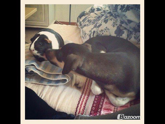 Dansk svensk gaardhund Laika billede 10