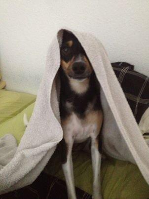 Dansk svensk gaardhund Laika billede 11