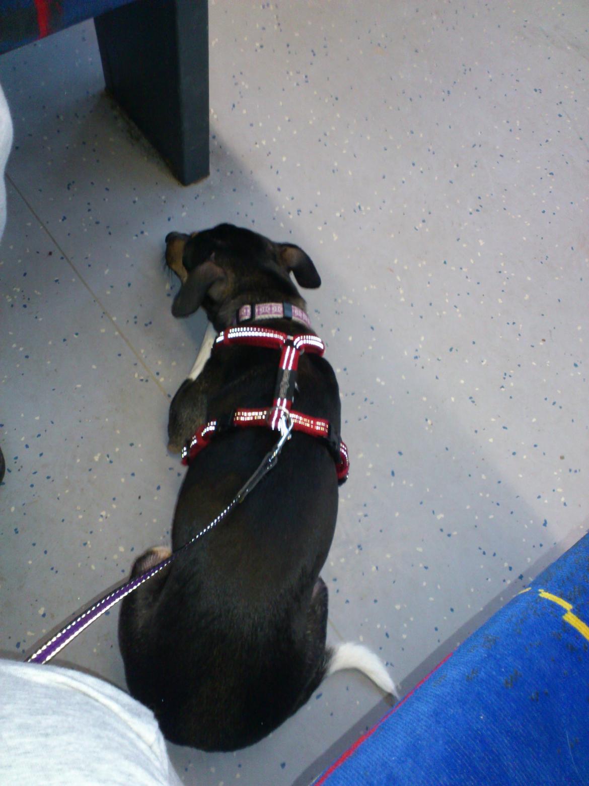 Dansk svensk gaardhund Laika billede 12