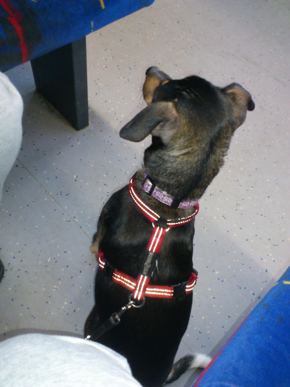 Dansk svensk gaardhund Laika billede 13