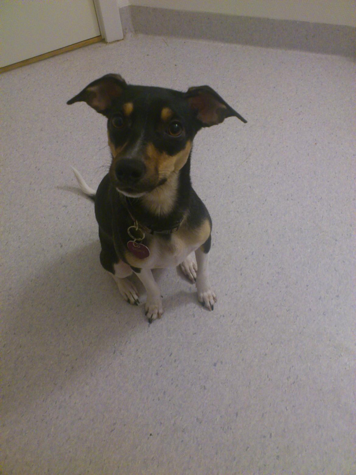 Dansk svensk gaardhund Laika billede 14